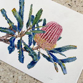 Firewood Banksia Limited Edition Print 11/500