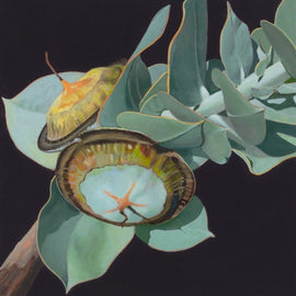 Eucalyptus Pods 2 Limited Edition Print