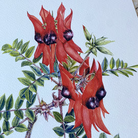 Sturt Desert Pea Art Print