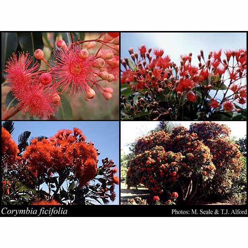 WA Red Flowering Gum Natives Trees Mature Perth WA